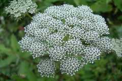 Selinum wallichianum